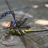 Dragonfly Cannibalism